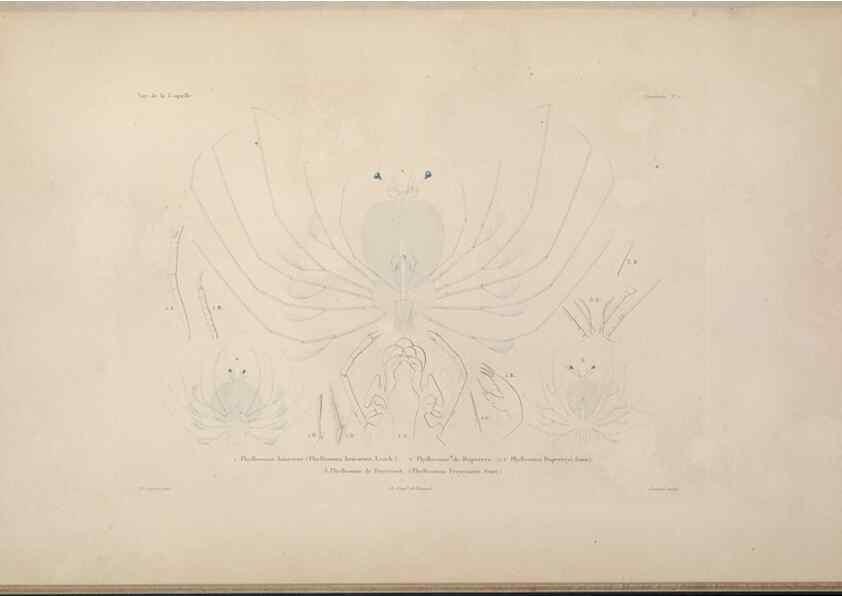 Reproducción/Reproduction 48346894391: Voyage autour du monde :. Paris :Arthus Bertrand,1825-1830 [i.e. 1838]. 
