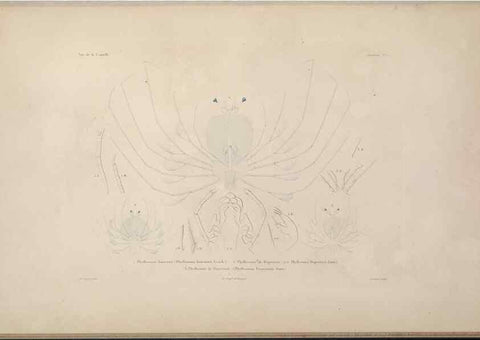 Reproducción/Reproduction 48346894391: Voyage autour du monde :. Paris :Arthus Bertrand,1825-1830 [i.e. 1838]. 