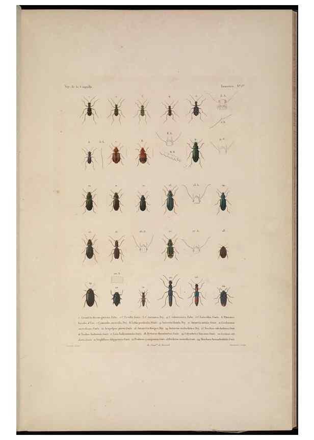 Reproducción/Reproduction 48347031267: Voyage autour du monde :. Paris :Arthus Bertrand,1825-1830 [i.e. 1838]. 