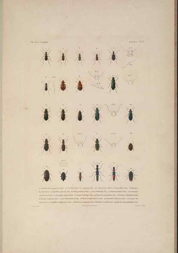 Reproducción/Reproduction 48347031267: Voyage autour du monde :. Paris :Arthus Bertrand,1825-1830 [i.e. 1838]. 
