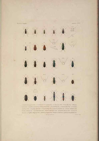 Reproducción/Reproduction 48347031267: Voyage autour du monde :. Paris :Arthus Bertrand,1825-1830 [i.e. 1838]. 