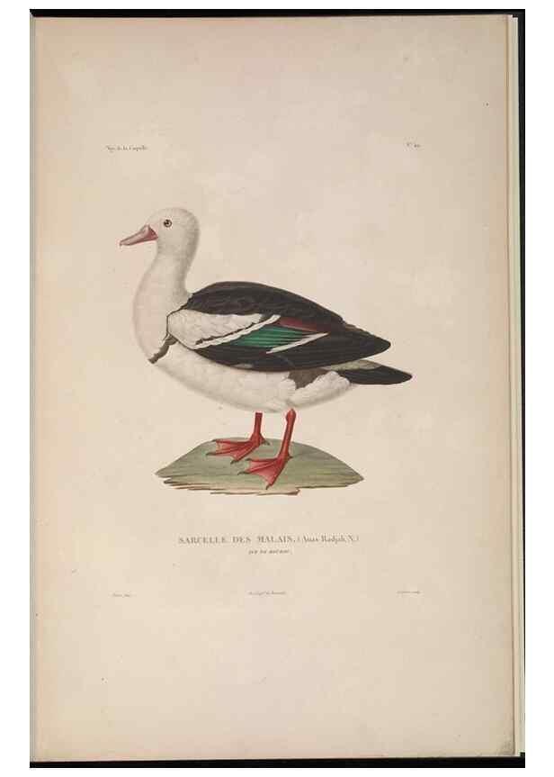 Reproducción/Reproduction 48346822061: Voyage autour du monde :. Paris :Arthus Bertrand,1825-1830 [i.e. 1838]. 