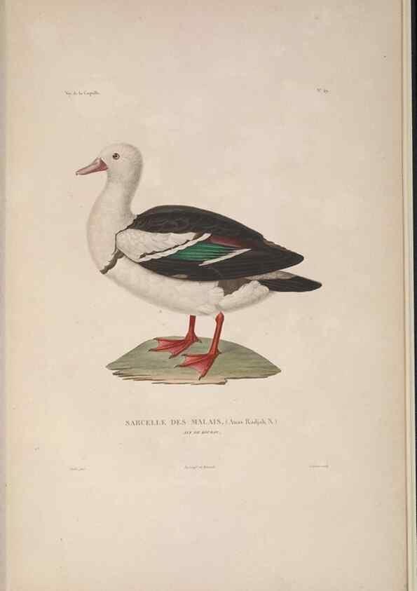 Reproducción/Reproduction 48346822061: Voyage autour du monde :. Paris :Arthus Bertrand,1825-1830 [i.e. 1838]. 