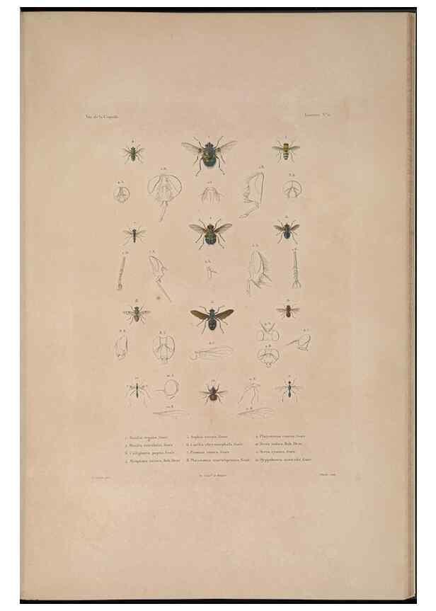 Reproducción/Reproduction 48347040827: Voyage autour du monde :. Paris :Arthus Bertrand,1825-1830 [i.e. 1838]. 