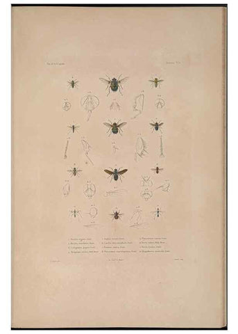 Reproducción/Reproduction 48347040827: Voyage autour du monde :. Paris :Arthus Bertrand,1825-1830 [i.e. 1838]. 