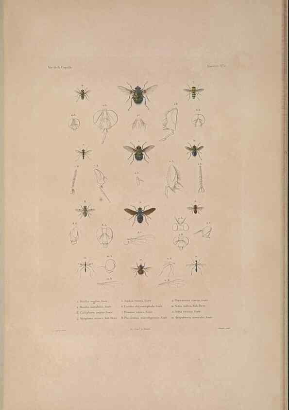 Reproducción/Reproduction 48347040827: Voyage autour du monde :. Paris :Arthus Bertrand,1825-1830 [i.e. 1838]. 