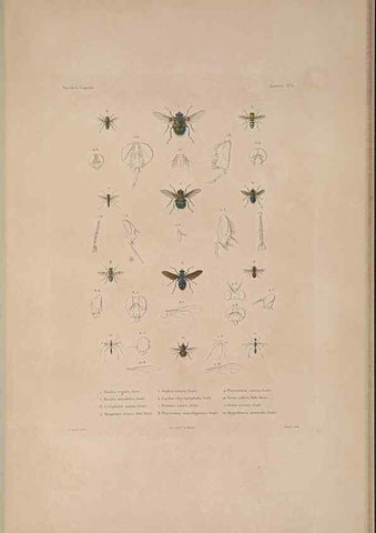 Reproducción/Reproduction 48347040827: Voyage autour du monde :. Paris :Arthus Bertrand,1825-1830 [i.e. 1838]. 