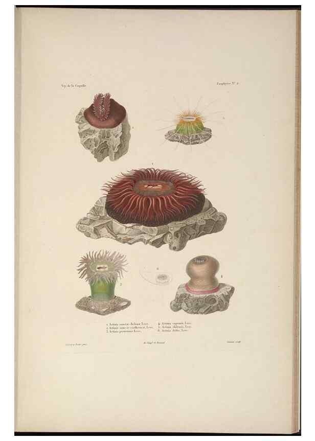 Reproducción/Reproduction 48347041792: Voyage autour du monde :. Paris :Arthus Bertrand,1825-1830 [i.e. 1838]. 