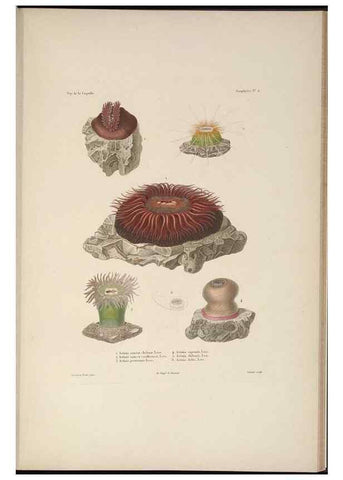 Reproducción/Reproduction 48347041792: Voyage autour du monde :. Paris :Arthus Bertrand,1825-1830 [i.e. 1838]. 