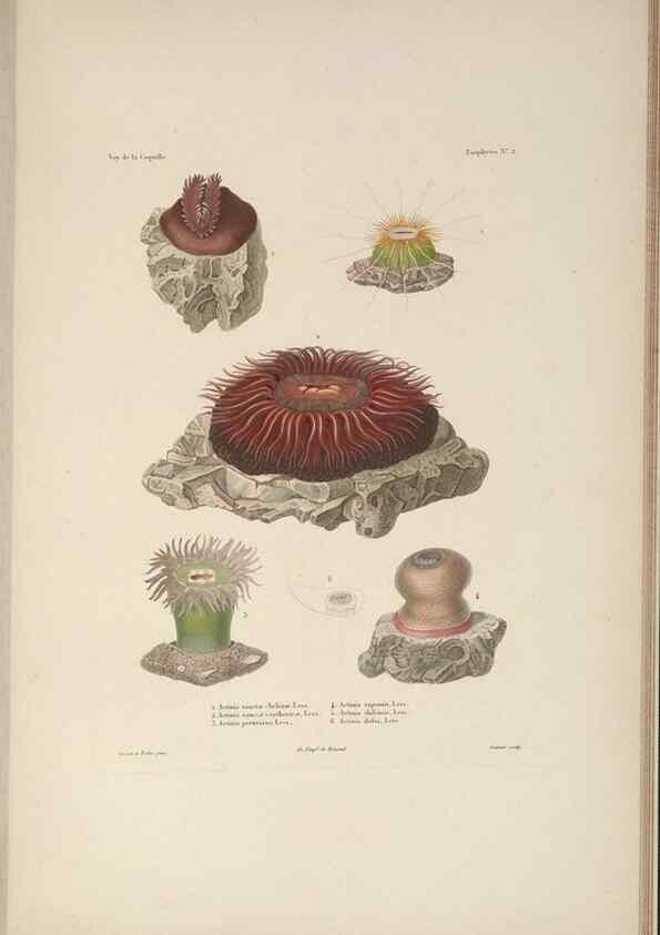 Reproducción/Reproduction 48347041792: Voyage autour du monde :. Paris :Arthus Bertrand,1825-1830 [i.e. 1838]. 