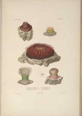 Reproducción/Reproduction 48347041792: Voyage autour du monde :. Paris :Arthus Bertrand,1825-1830 [i.e. 1838]. 