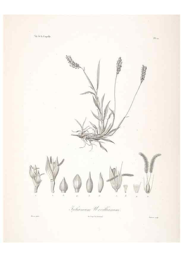 Reproducción/Reproduction 48347175012: Voyage autour du monde :. Paris :Arthus Bertrand,1825-1830 [i.e. 1838]. 