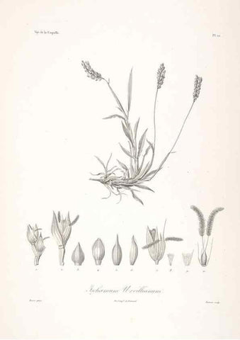 Reproducción/Reproduction 48347175012: Voyage autour du monde :. Paris :Arthus Bertrand,1825-1830 [i.e. 1838]. 