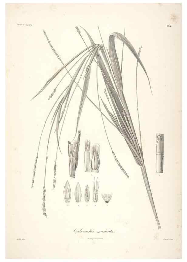 Reproducción/Reproduction 48347175942: Voyage autour du monde :. Paris :Arthus Bertrand,1825-1830 [i.e. 1838]. 