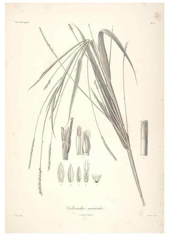 Reproducción/Reproduction 48347175942: Voyage autour du monde :. Paris :Arthus Bertrand,1825-1830 [i.e. 1838]. 