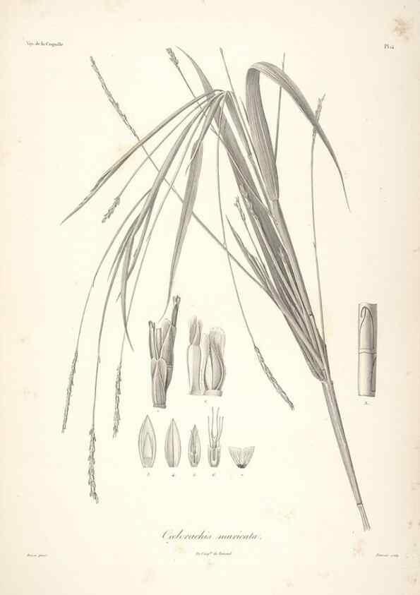 Reproducción/Reproduction 48347175942: Voyage autour du monde :. Paris :Arthus Bertrand,1825-1830 [i.e. 1838]. 