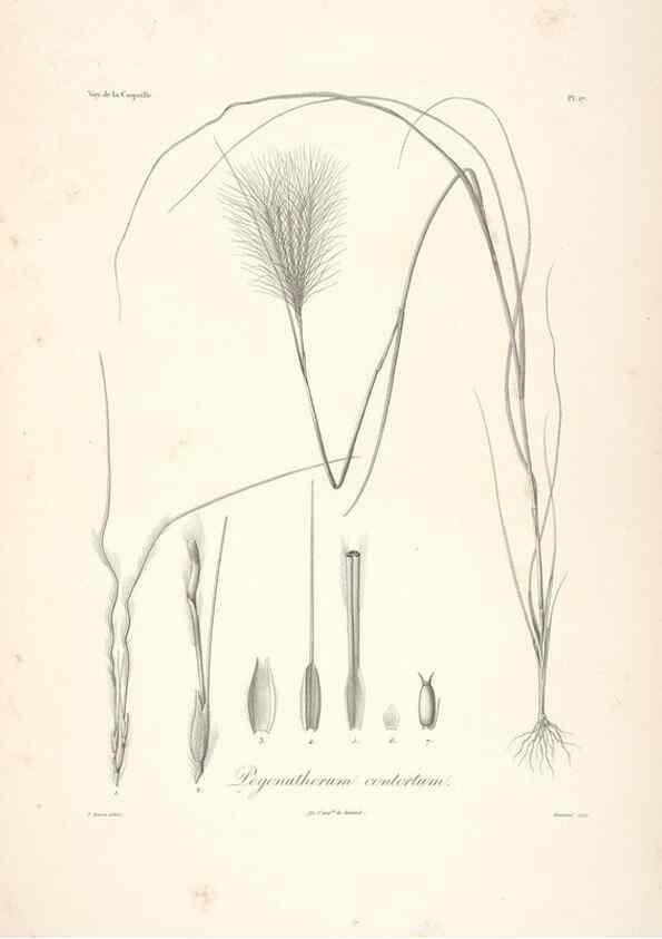 Reproducción/Reproduction 48347177612: Voyage autour du monde :. Paris :Arthus Bertrand,1825-1830 [i.e. 1838]. 