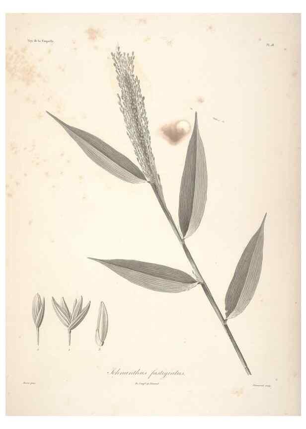 Reproducción/Reproduction 48347040041: Voyage autour du monde :. Paris :Arthus Bertrand,1825-1830 [i.e. 1838]. 