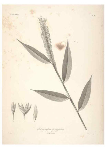 Reproducción/Reproduction 48347040041: Voyage autour du monde :. Paris :Arthus Bertrand,1825-1830 [i.e. 1838]. 
