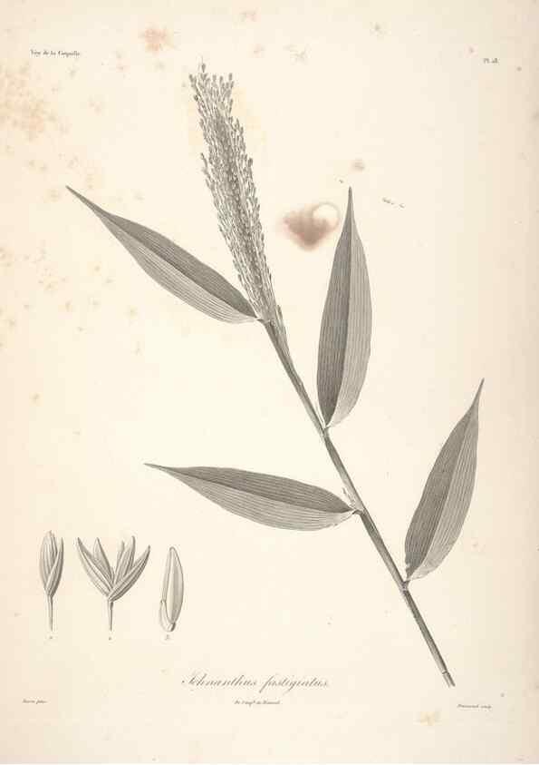 Reproducción/Reproduction 48347040041: Voyage autour du monde :. Paris :Arthus Bertrand,1825-1830 [i.e. 1838]. 