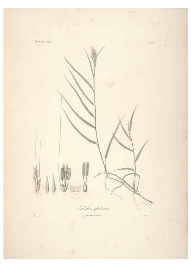 Reproducción/Reproduction 48347040561: Voyage autour du monde :. Paris :Arthus Bertrand,1825-1830 [i.e. 1838]. 