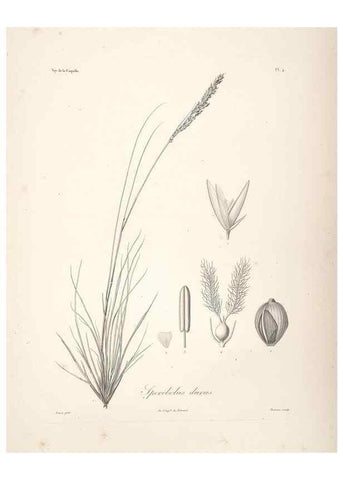 Reproducción/Reproduction 48347171482: Voyage autour du monde :. Paris :Arthus Bertrand,1825-1830 [i.e. 1838]. 