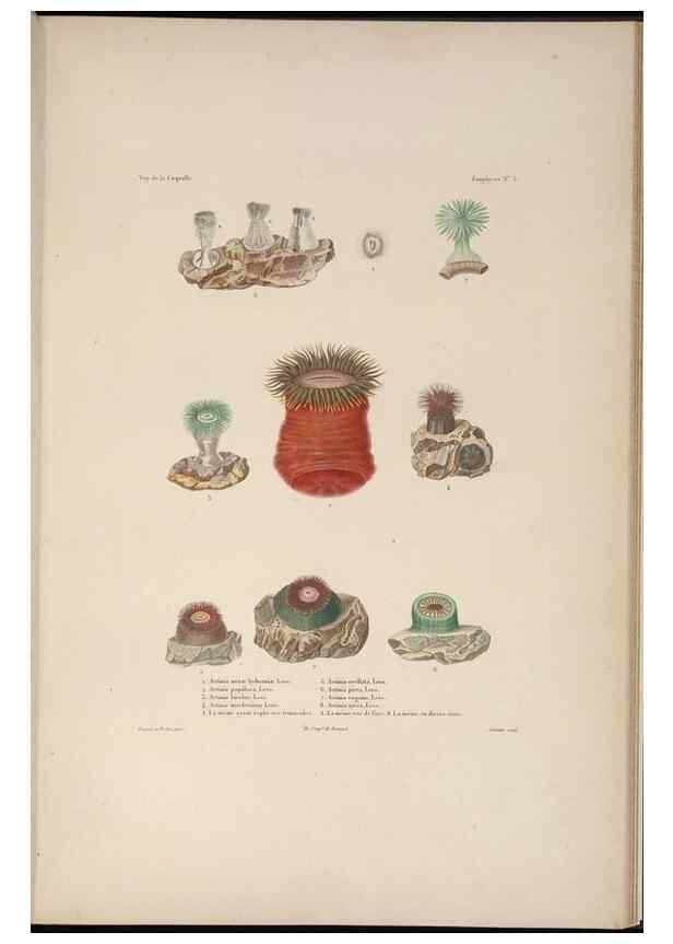 Reproducción/Reproduction 48347042172: Voyage autour du monde :. Paris :Arthus Bertrand,1825-1830 [i.e. 1838]. 
