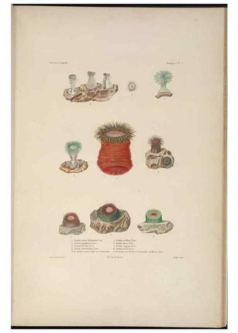 Reproducción/Reproduction 48347042172: Voyage autour du monde :. Paris :Arthus Bertrand,1825-1830 [i.e. 1838]. 
