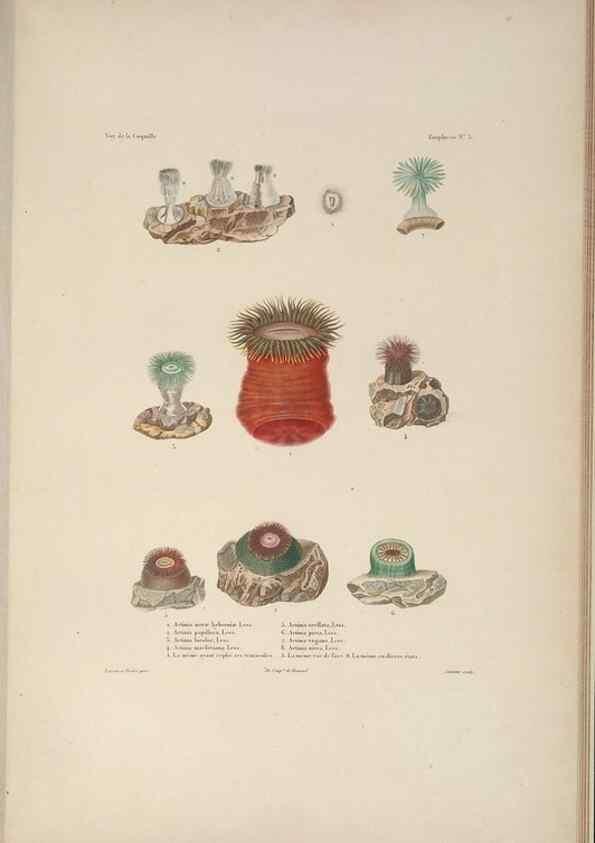 Reproducción/Reproduction 48347042172: Voyage autour du monde :. Paris :Arthus Bertrand,1825-1830 [i.e. 1838]. 