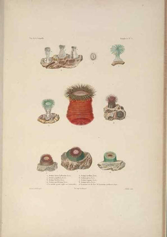 Reproducción/Reproduction 48347042172: Voyage autour du monde :. Paris :Arthus Bertrand,1825-1830 [i.e. 1838]. 