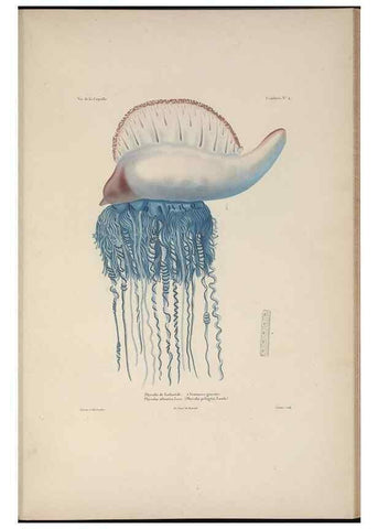 Reproducción/Reproduction 48347042582: Voyage autour du monde :. Paris :Arthus Bertrand,1825-1830 [i.e. 1838]. 