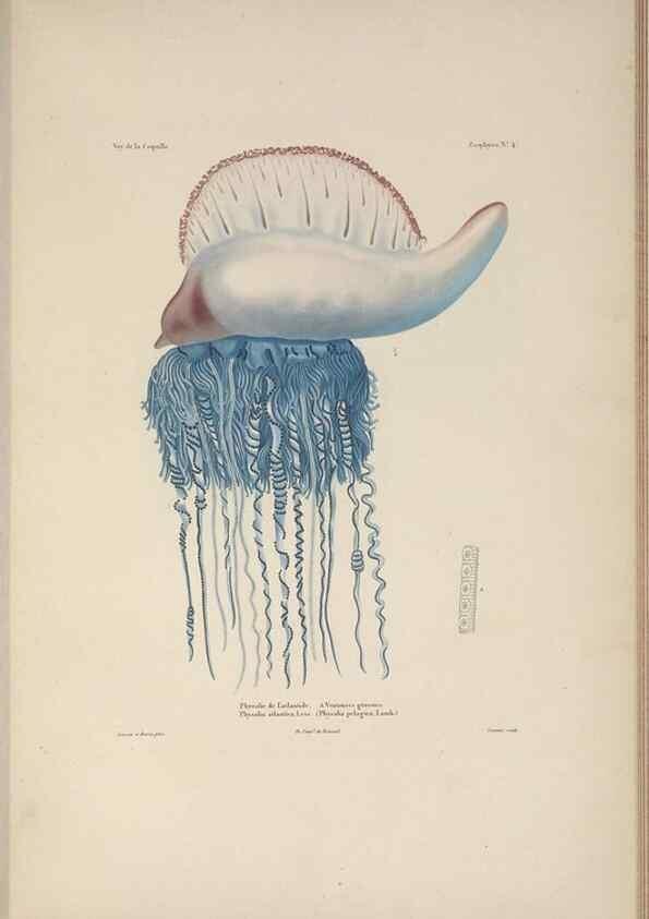 Reproducción/Reproduction 48347042582: Voyage autour du monde :. Paris :Arthus Bertrand,1825-1830 [i.e. 1838]. 