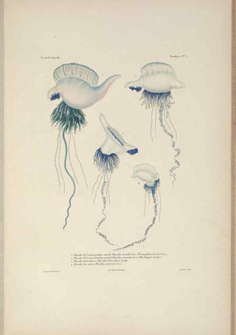 Reproducción/Reproduction 48347043127: Voyage autour du monde :. Paris :Arthus Bertrand,1825-1830 [i.e. 1838]. 