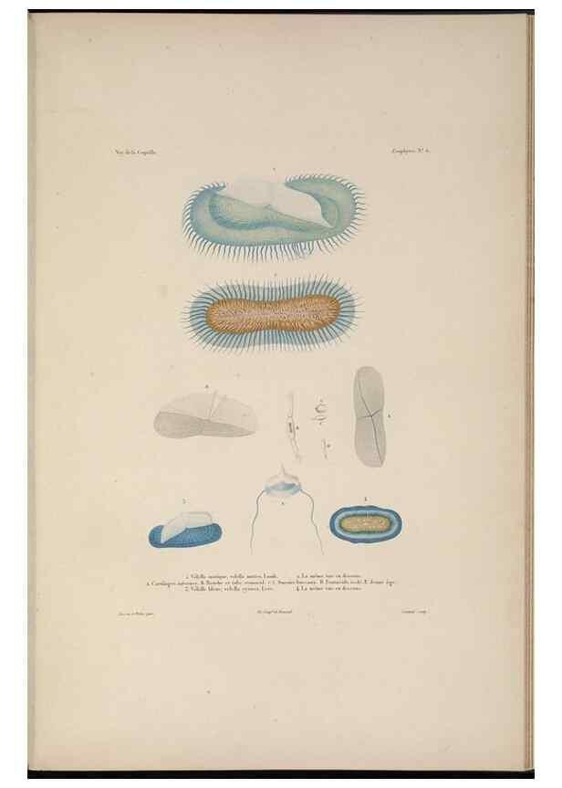 Reproducción/Reproduction 48346906721: Voyage autour du monde :. Paris :Arthus Bertrand,1825-1830 [i.e. 1838]. 