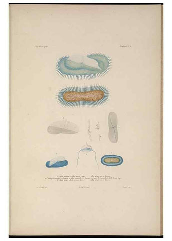 Reproducción/Reproduction 48346906721: Voyage autour du monde :. Paris :Arthus Bertrand,1825-1830 [i.e. 1838]. 
