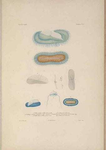 Reproducción/Reproduction 48346906721: Voyage autour du monde :. Paris :Arthus Bertrand,1825-1830 [i.e. 1838]. 