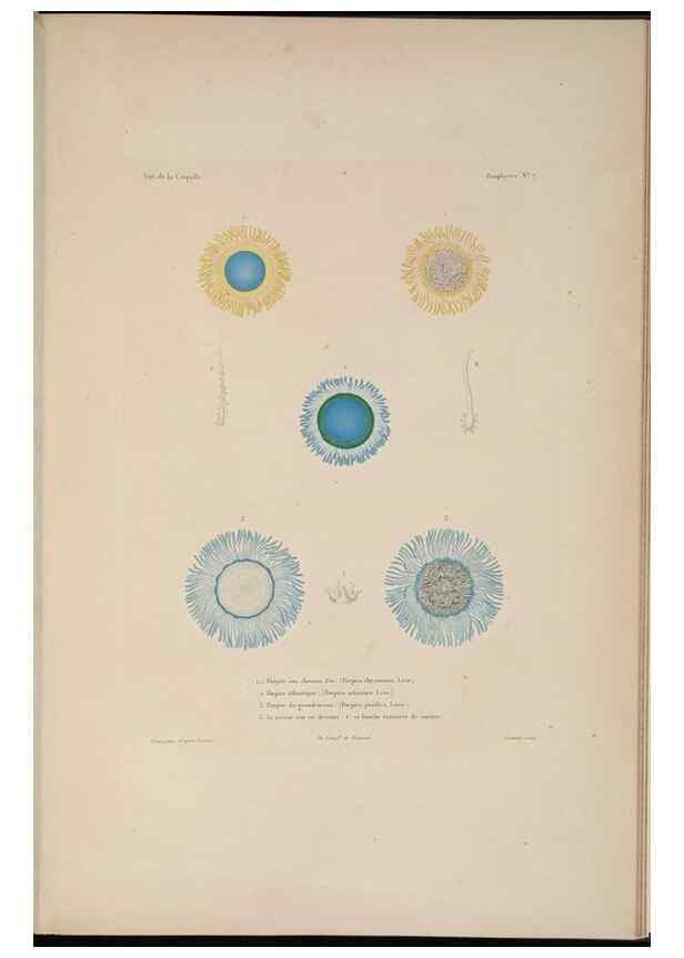 Reproducción/Reproduction 48347044087: Voyage autour du monde :. Paris :Arthus Bertrand,1825-1830 [i.e. 1838]. 