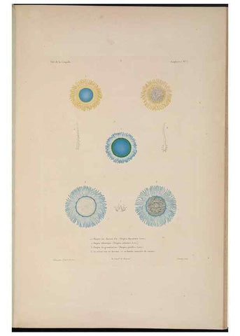 Reproducción/Reproduction 48347044087: Voyage autour du monde :. Paris :Arthus Bertrand,1825-1830 [i.e. 1838]. 