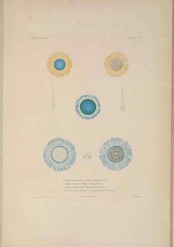 Reproducción/Reproduction 48347044087: Voyage autour du monde :. Paris :Arthus Bertrand,1825-1830 [i.e. 1838]. 