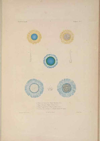 Reproducción/Reproduction 48347044087: Voyage autour du monde :. Paris :Arthus Bertrand,1825-1830 [i.e. 1838]. 