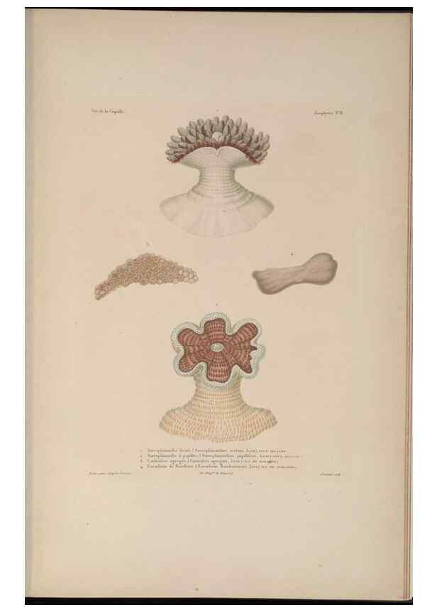 Reproducción/Reproduction 48347044527: Voyage autour du monde :. Paris :Arthus Bertrand,1825-1830 [i.e. 1838]. 