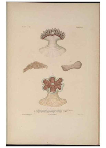 Reproducción/Reproduction 48347044527: Voyage autour du monde :. Paris :Arthus Bertrand,1825-1830 [i.e. 1838]. 
