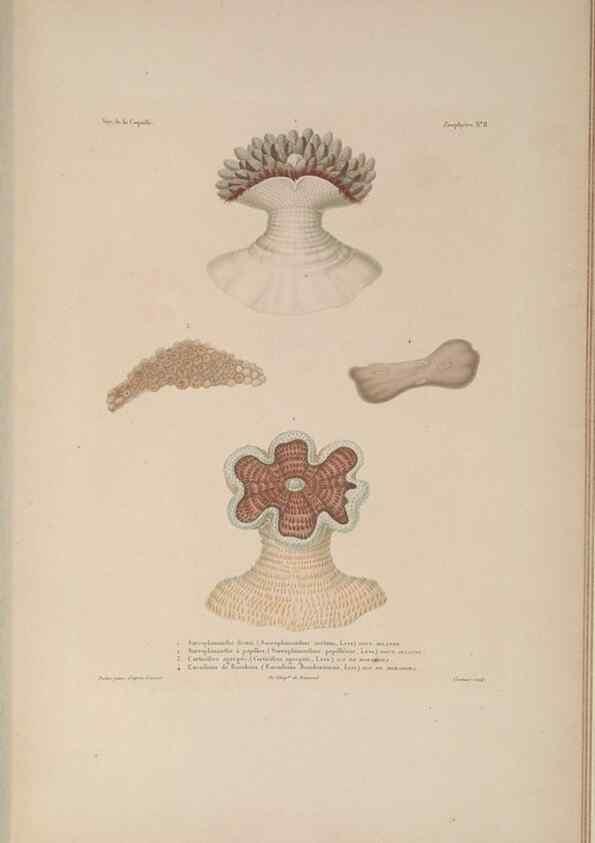 Reproducción/Reproduction 48347044527: Voyage autour du monde :. Paris :Arthus Bertrand,1825-1830 [i.e. 1838]. 