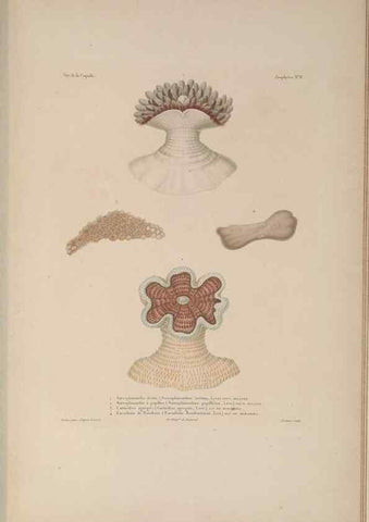 Reproducción/Reproduction 48347044527: Voyage autour du monde :. Paris :Arthus Bertrand,1825-1830 [i.e. 1838]. 