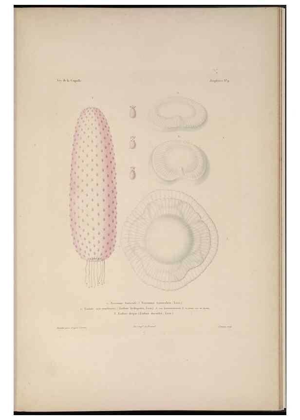 Reproducción/Reproduction 48347045022: Voyage autour du monde :. Paris :Arthus Bertrand,1825-1830 [i.e. 1838]. 
