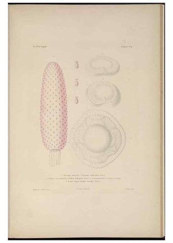 Reproducción/Reproduction 48347045022: Voyage autour du monde :. Paris :Arthus Bertrand,1825-1830 [i.e. 1838]. 