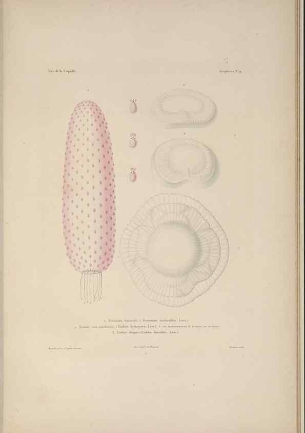 Reproducción/Reproduction 48347045022: Voyage autour du monde :. Paris :Arthus Bertrand,1825-1830 [i.e. 1838]. 