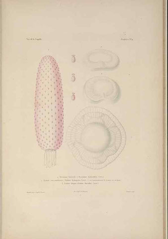 Reproducción/Reproduction 48347045022: Voyage autour du monde :. Paris :Arthus Bertrand,1825-1830 [i.e. 1838]. 