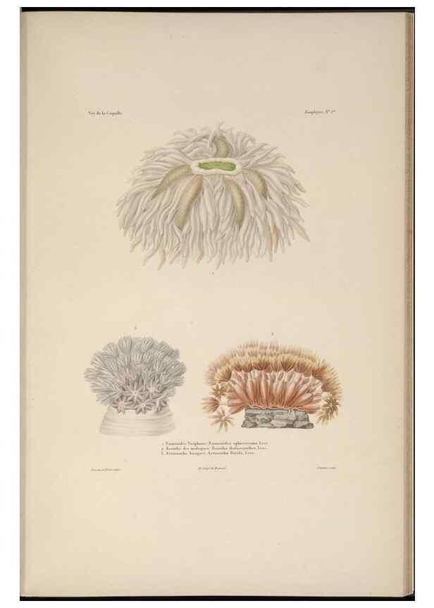 Reproducción/Reproduction 48347041322: Voyage autour du monde :. Paris :Arthus Bertrand,1825-1830 [i.e. 1838]. 
