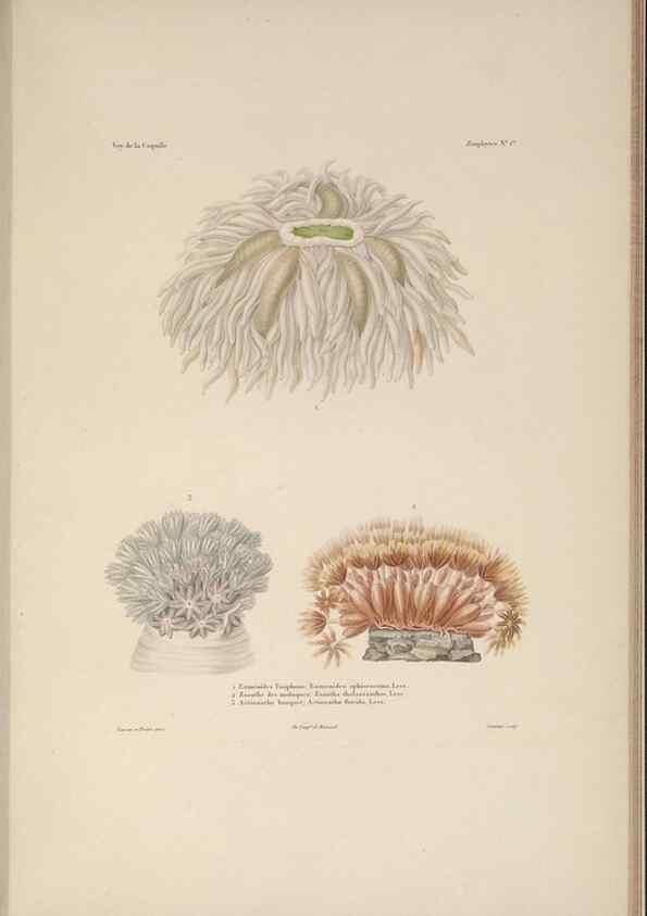 Reproducción/Reproduction 48347041322: Voyage autour du monde :. Paris :Arthus Bertrand,1825-1830 [i.e. 1838]. 